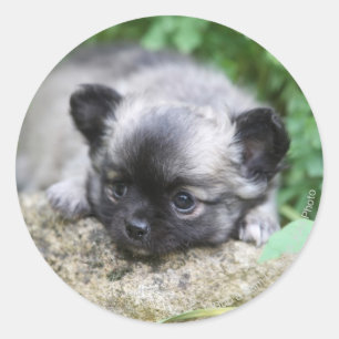 Long Haired Chihuahua Puppy Classic Round Sticker