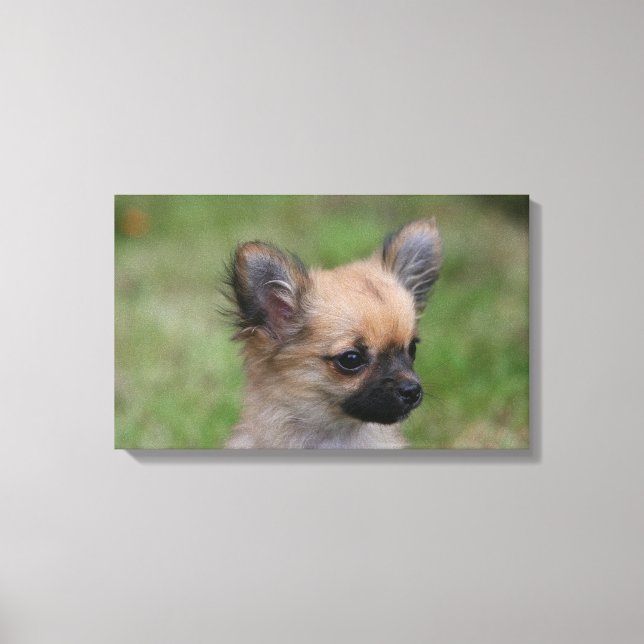 Long Haired Chihuahua Puppy Looking at Camera Canvas Print (Front)