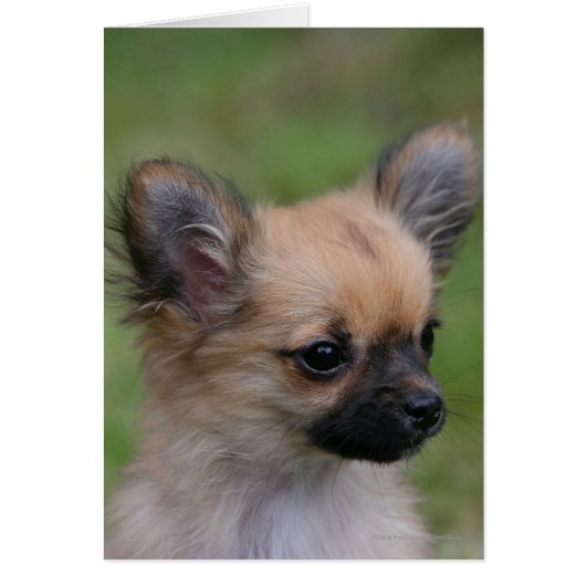 Long Haired Chihuahua Puppy Looking at Camera Cards (Front)