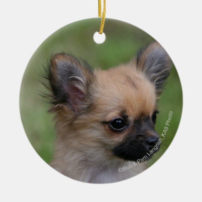 Long Haired Chihuahua Puppy Looking at Camera Ceramic Ornament (Front)