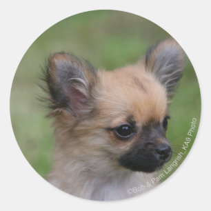 Long Haired Chihuahua Puppy Looking at Camera Classic Round Sticker
