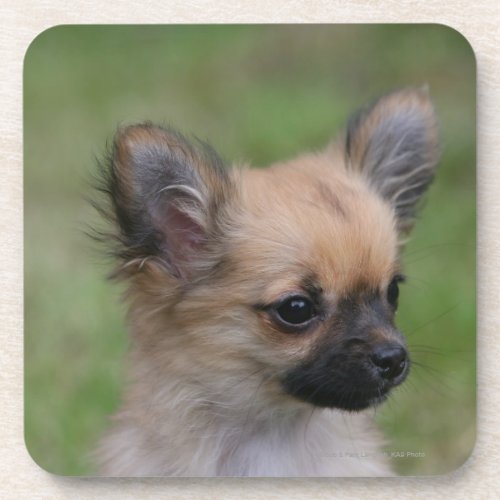 Long Haired Chihuahua Puppy Looking at Camera Coaster