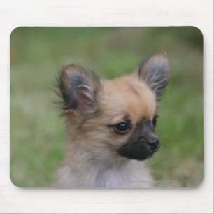 Long Haired Chihuahua Puppy Looking at Camera Mouse Pad