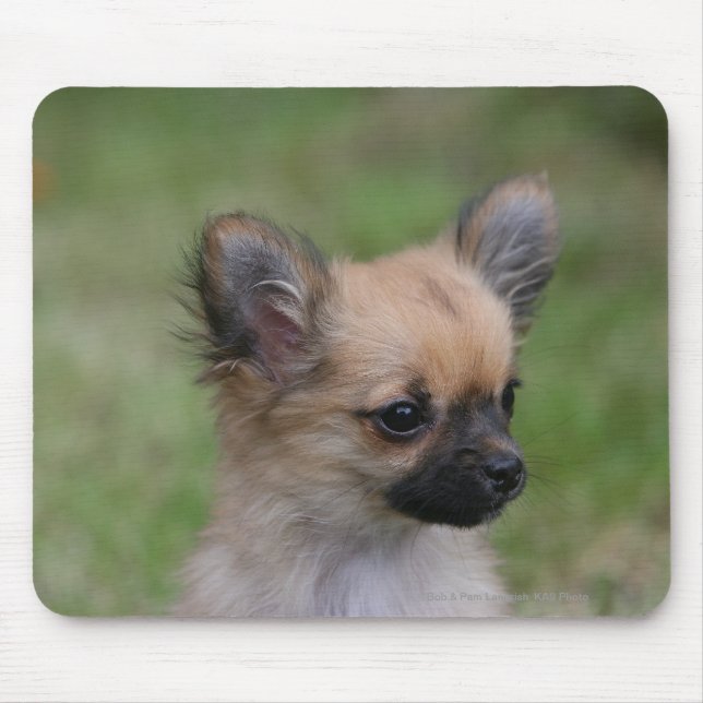 Long Haired Chihuahua Puppy Looking at Camera Mouse Pad (Front)