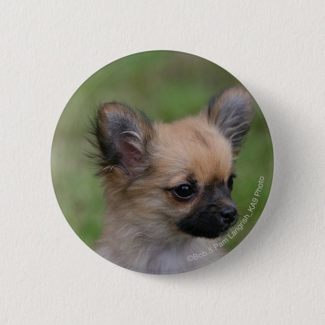 Long Haired Chihuahua Puppy Looking at Camera Pinback Button (Front)