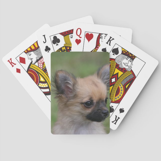 Long Haired Chihuahua Puppy Looking at Camera Poker Cards (Back)