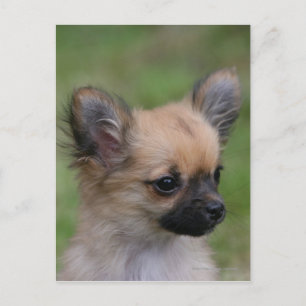 Long Haired Chihuahua Puppy Looking at Camera Postcard