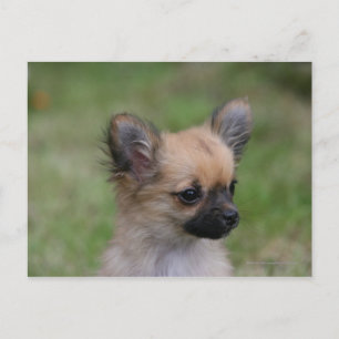 Long Haired Chihuahua Puppy Looking at Camera Postcard