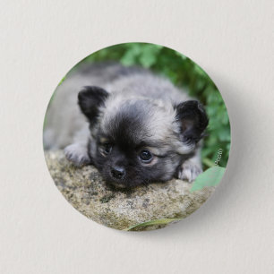 Long Haired Chihuahua Puppy Pinback Button