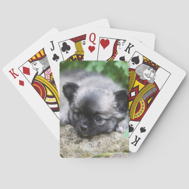 Long Haired Chihuahua Puppy Poker Cards (Back)