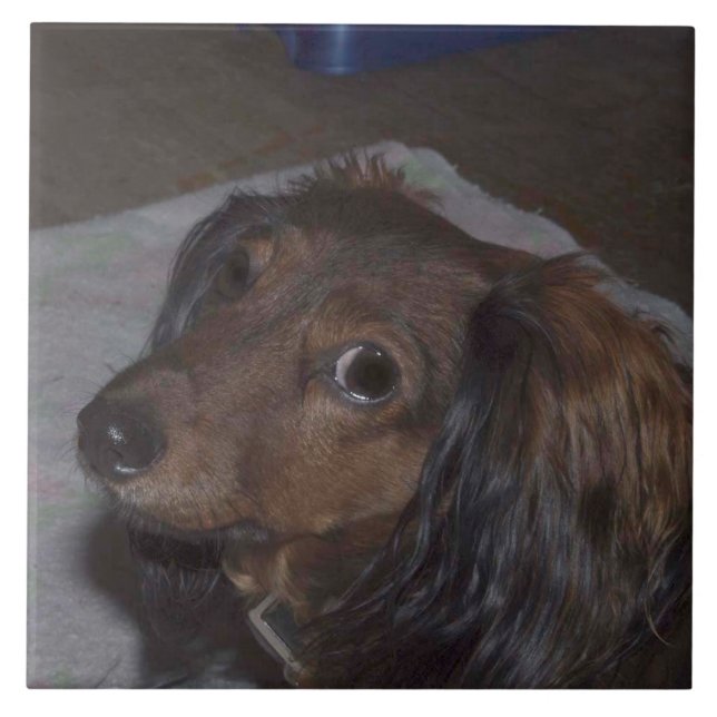 Long-Haired Dachshund Ceramic Tile (Front)