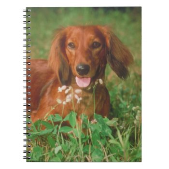 Long Haired Dachshund Dog Notebook by walkandbark at Zazzle
