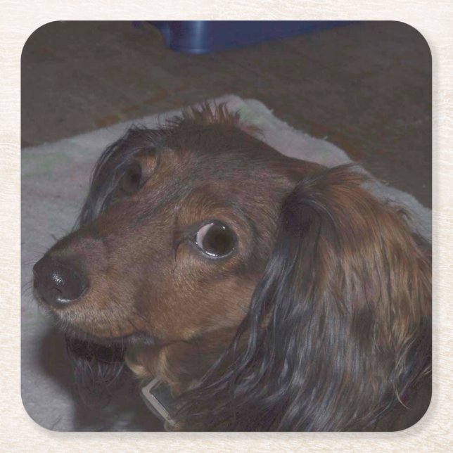 Long-Haired Dachshund Drink Coasters (Front)