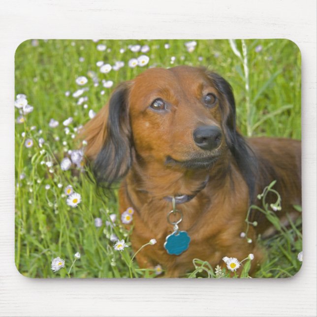 long haired dachshund mouse pad (Front)
