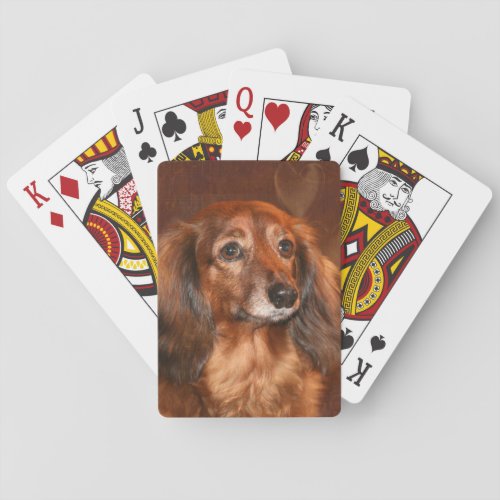 Long haired dachshund playing cards
