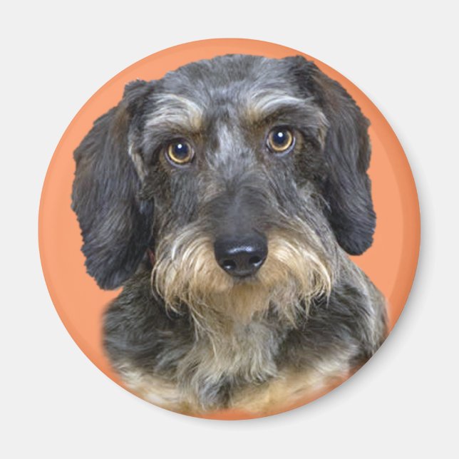 Long Haired Dachshund Portrait Gifts Magnet (Front)
