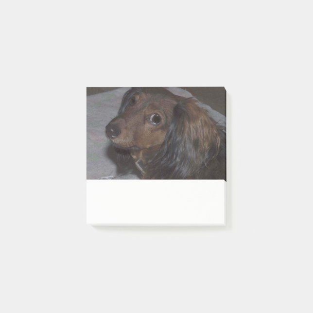 Long-Haired Dachshund Post it Notes (Front)