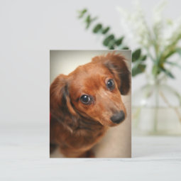 Long-Haired Dachshund Puppy Postcard | Zazzle