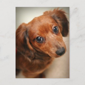 Long-Haired Dachshund Puppy Postcard