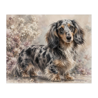 Long Haired Dapple Dachshund Watercolor Portrait | Acrylic Print