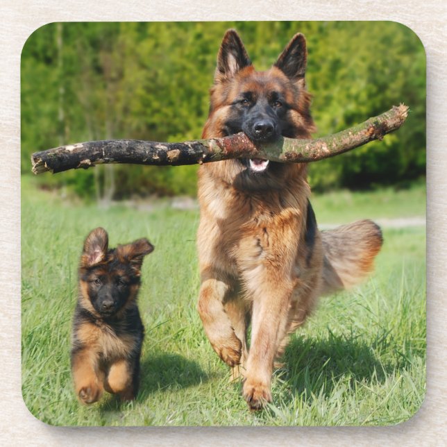 Long Haired Fluffy German Shepherd Dog and Puppy Beverage Coaster (Front)