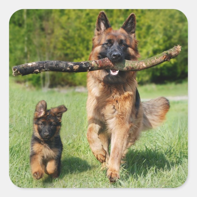 Long Haired Fluffy German Shepherd Dog and Puppy Square Sticker (Front)