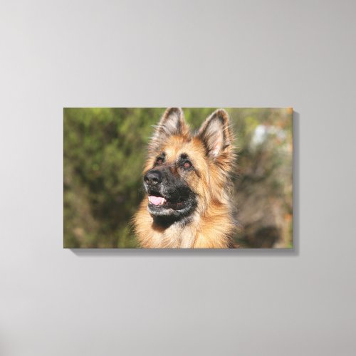 Long Haired German Shepherd 1 Canvas Print