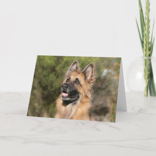 Long Haired German Shepherd 1 Card