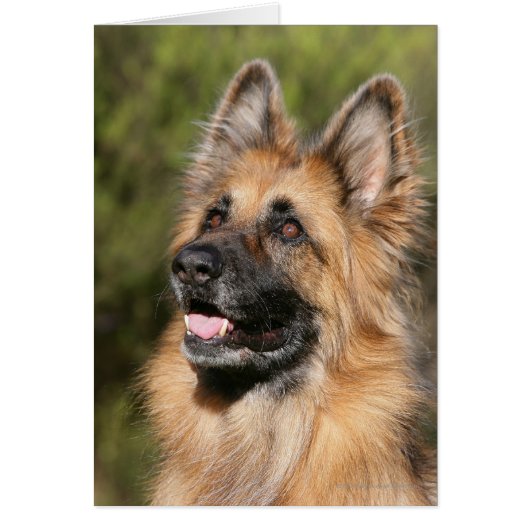 Long Haired German Shepherd 1 Cards (Front)