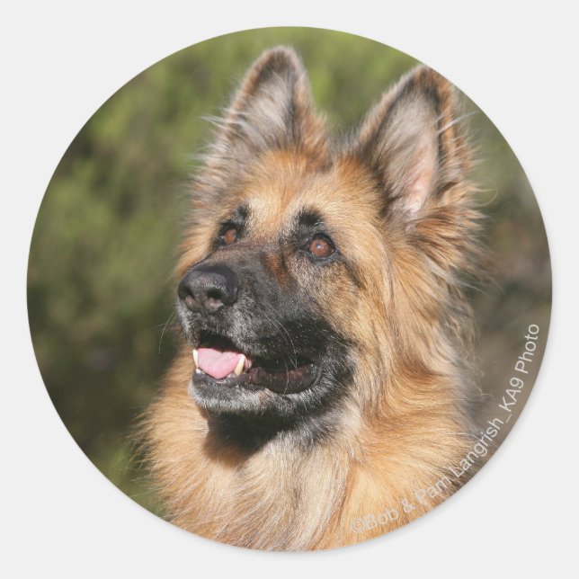 Long Haired German Shepherd 1 Classic Round Sticker (Front)