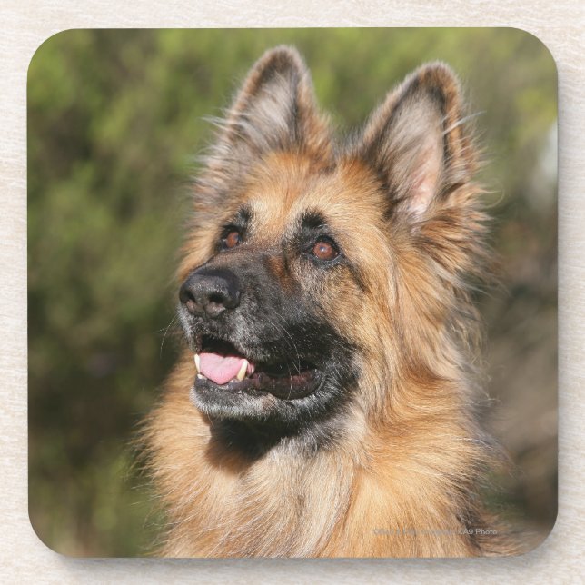 Long Haired German Shepherd 1 Drink Coaster (Front)