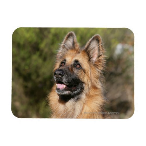 Long Haired German Shepherd 1 Magnet