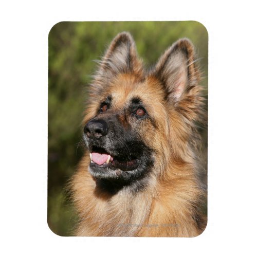 Long Haired German Shepherd 1 Magnet