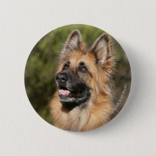 Long Haired German Shepherd 1 Pinback Button