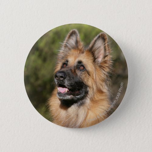 Long Haired German Shepherd 1 Pinback Button