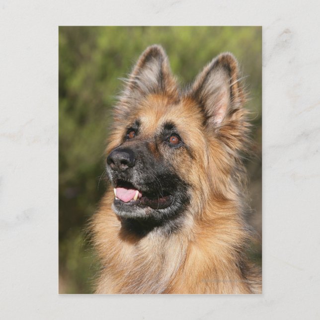 Long Haired German Shepherd 1 Postcard (Front)
