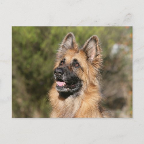 Long Haired German Shepherd 1 Postcard