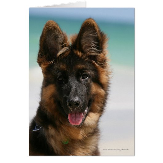 Long Haired German Shepherd Beach Cards (Front)