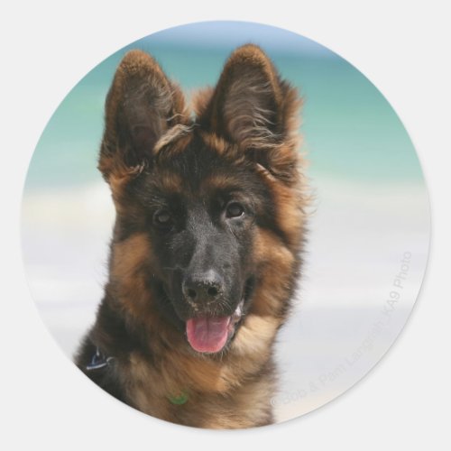 Long Haired German Shepherd Beach Classic Round Sticker