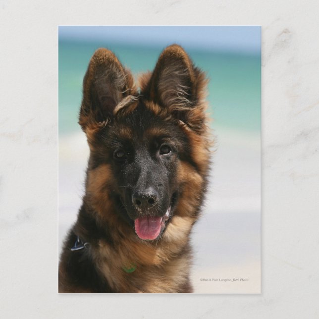 Long Haired German Shepherd Beach Postcard (Front)