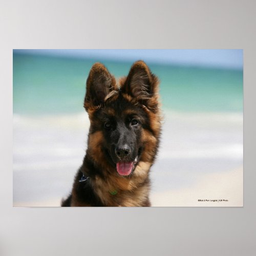 Long Haired German Shepherd Beach Poster