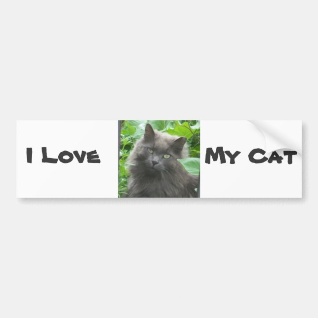 Long Haired Gray Russian Blue Cat Bumper Sticker (Front)