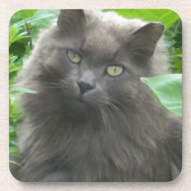 Long Haired Gray Russian Blue Cat Drink Coaster (Front)