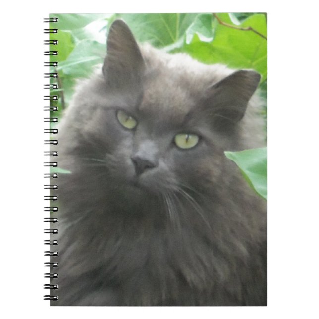 Long Haired Gray Russian Blue Cat Notebook (Front)