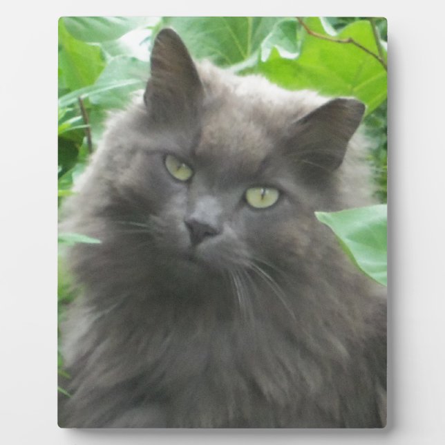 Long Haired Gray Russian Blue Cat Plaque (Front)
