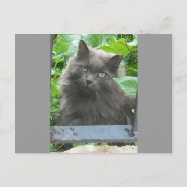 Long Haired Gray Russian Blue Cat Postcard (Front)