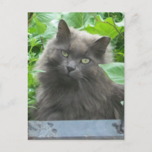 Long Haired Gray Russian Blue Cat Postcard