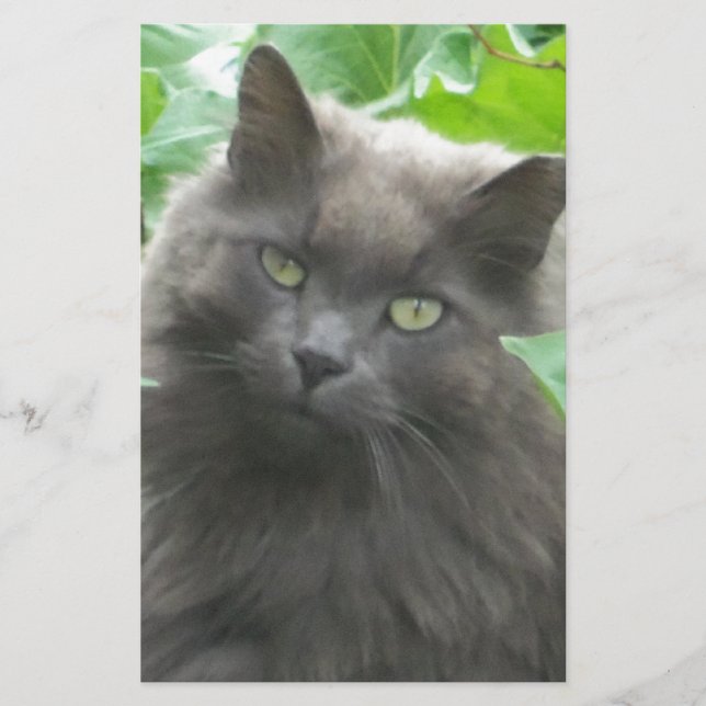 Long Haired Gray Russian Blue Cat Stationery (Front)