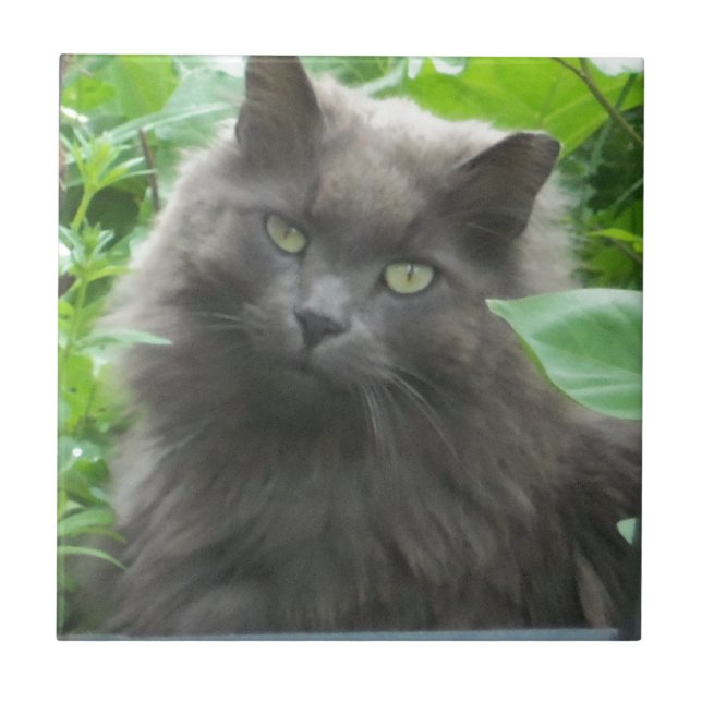 Long Haired Gray Russian Blue Cat Tile (Front)