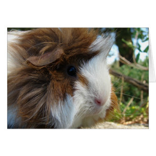 Long-Haired Guinea Pig Cards